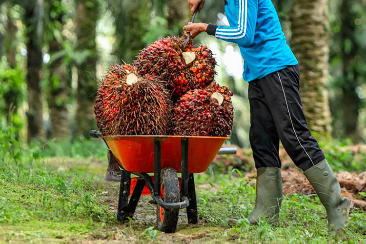 Ilustrasi Petani Sawit/Hibata.id