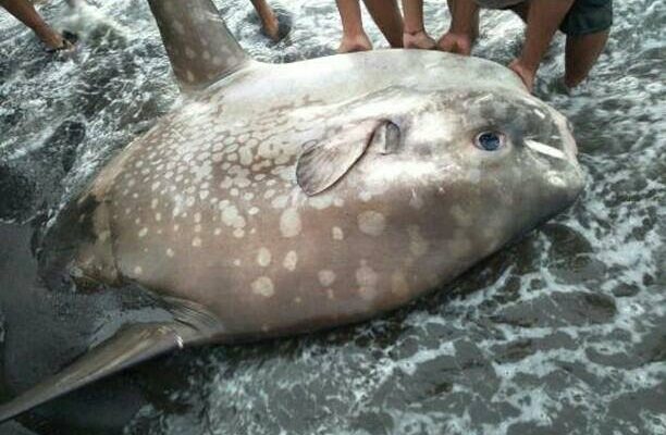 Fakta Menarik tentang Ikan Mola-Mola yang Tedampar di Pesisir Gorontalo