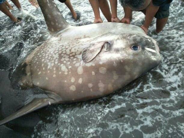 Penemuan ikan raksasa jenis mola-mola yang terdampar di kawasan wisata Tangga 2000/Hibata.id