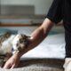 Namun, kasih sayang manusia kepada kucing bisa membuat orang lain cemburu/Hibata.id