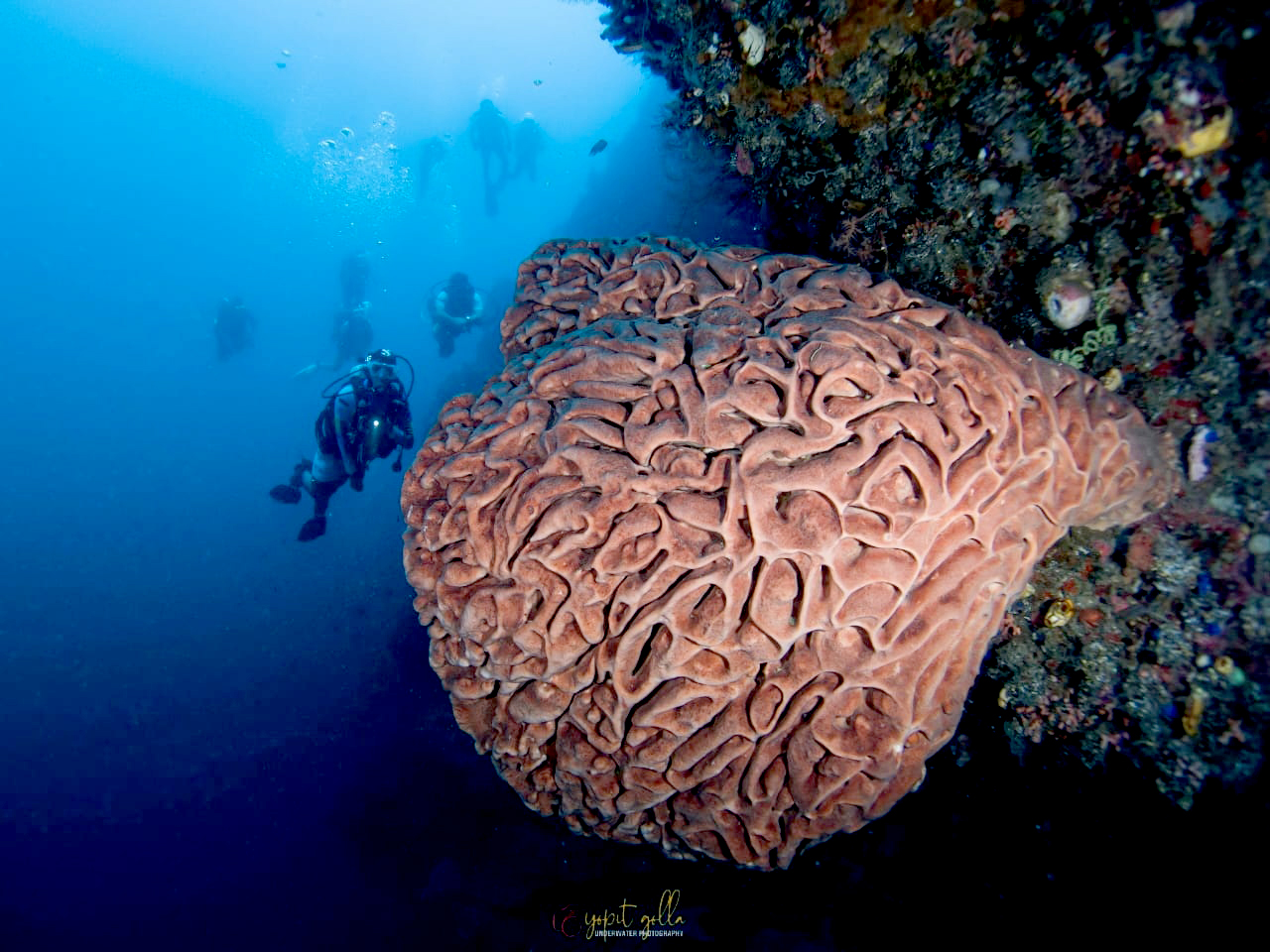 Surga Bawah Laut Pulau Monduli di Gorontalo yang Memikat Wisatawan/Hibata.id