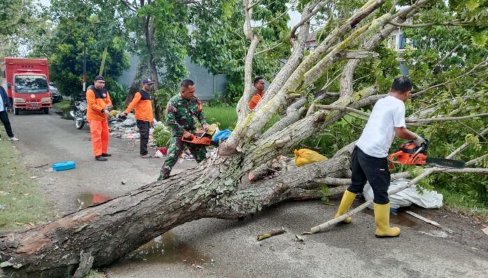Aksi Babinsa dan Warga Tangani Pohon Tumbang di Kota Gorontalo