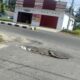 Kondisi jembatan penghubung dari Jalan Trans menuju Rusunawa di Desa Teratai/Hibata.id