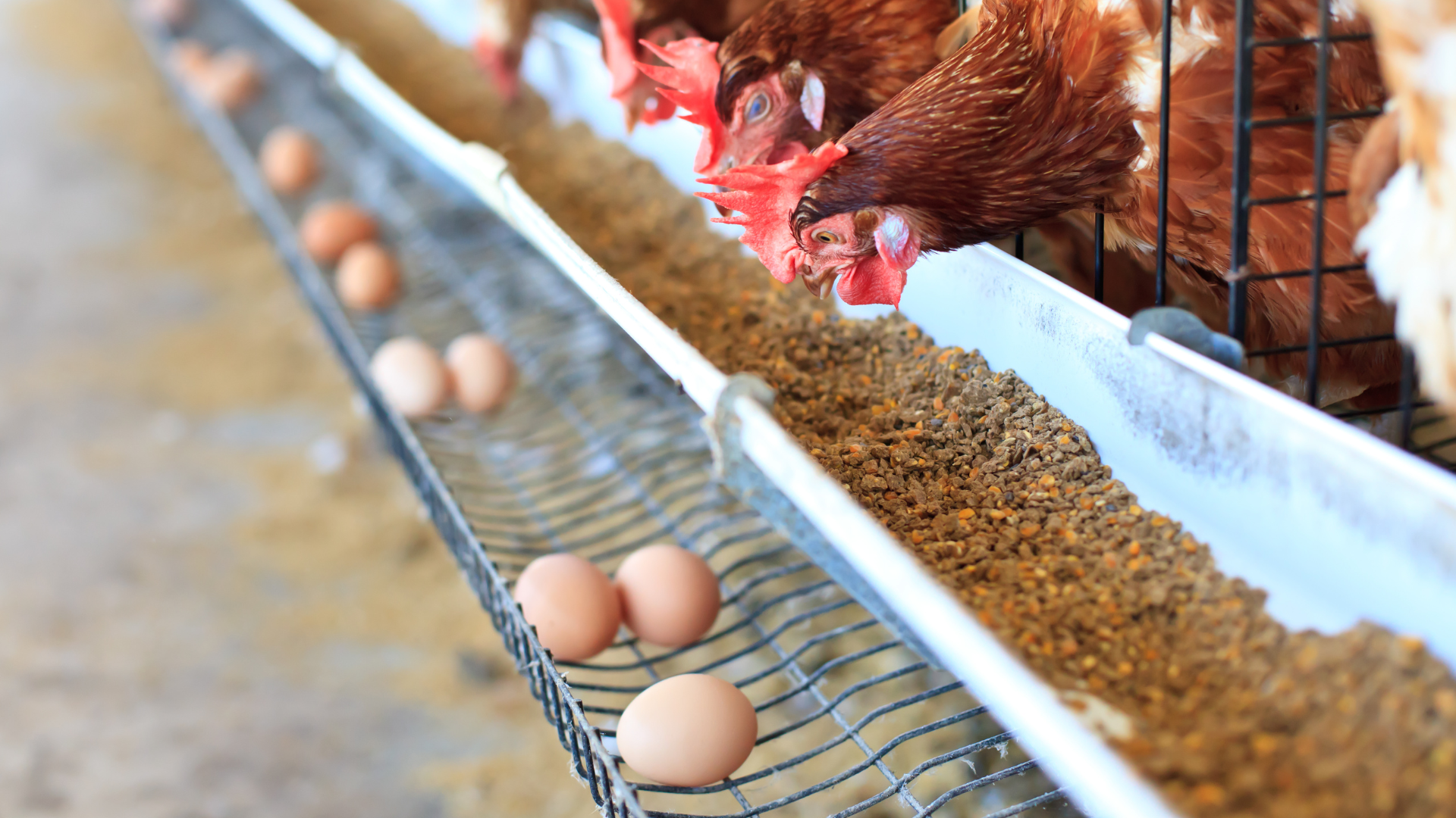 Tips Memelihara Ayam Petelur Skala Rumahan Ala Peternak Gorontalo/Hibata.id