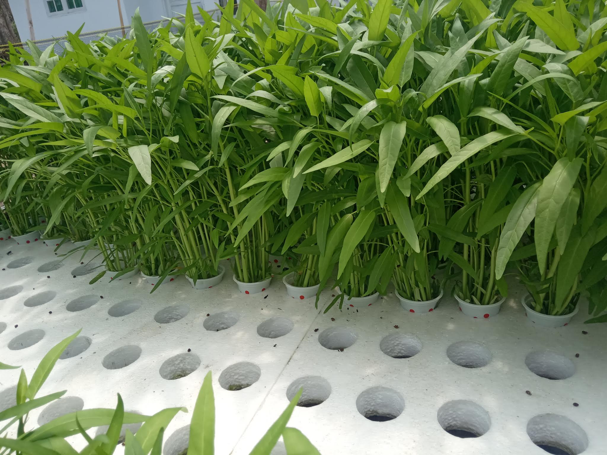 Hidroponik Rakit Apung, Solusi Petani Sayur Gorontalo Hadapi Kemarau 2025/Hibata.id