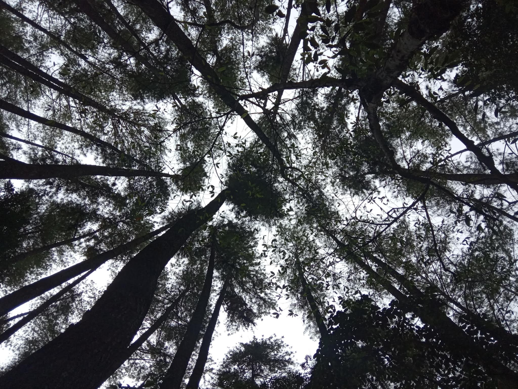 Hutan Pinus Dulamayo menawarkan pesona alam yang asri dengan udara sejuk khas dataran tinggi/Hibata.id