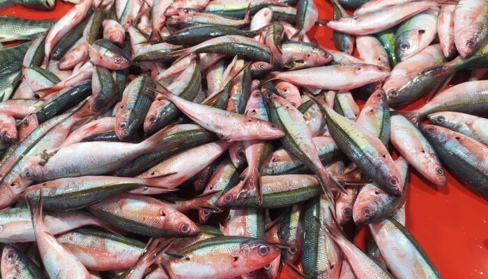 Lezat dan Melimpah, Pesona Ikan Lolosi dari Perairan Gorontalo