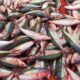 Ikan lolosi adalah spesies yang tersebar luas di wilayah Indo-Pasifik Barat. Habitat alaminya meliputi terumbu karang, tepi karang, dan perairan dangkal seperti Gorontalo/Hibata.id