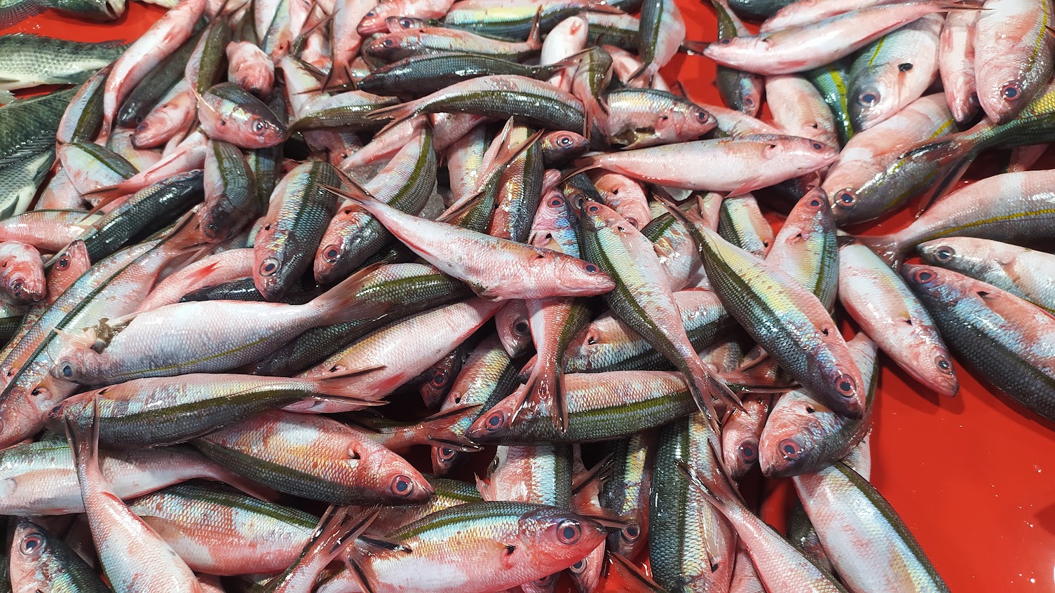 Ikan lolosi adalah spesies yang tersebar luas di wilayah Indo-Pasifik Barat. Habitat alaminya meliputi terumbu karang, tepi karang, dan perairan dangkal seperti Gorontalo/Hibata.id