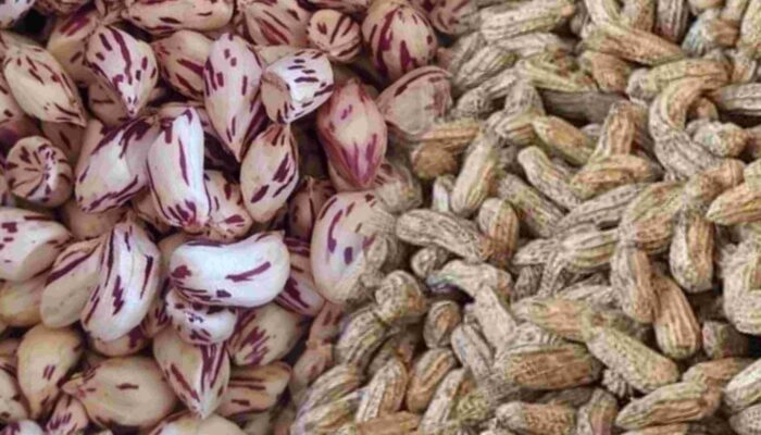 Kacang Sangrai Kawangkoan, Camilan Khas Minahasa dengan Rasa Gurih