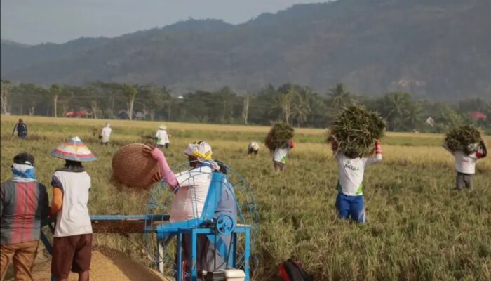 Permintaan Beras Tinggi, Petani Gorontalo Kewalahan Akibat Hujan