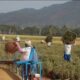 Musim Panen Padi Dimulai, Petani Gorontalo Dihadang Cuaca Buruk