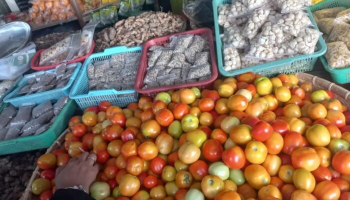 Petani Gorontalo Terpuruk, Harga Tomat Lokal Merosot Drastis