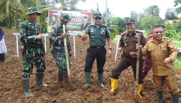 Ketahanan Pangan Nasional Melalui Penanaman Jagung di Gorontalo Utara