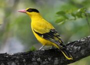 Burung Kepodang Sulawesi Kian Langka, Perburuan Jadi Ancaman Serius