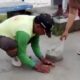Salah satu warga yang sedang mengumpulkan udang yang naik ke daratan. (Foto: Istw)