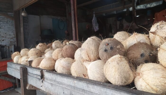 Sebelum Lebaran Hingga Kini, Kelapa Parut di Gorontalo Laris Manis