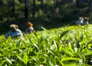 Kebun Teh Medini yang sudah ada sejak zaman kolonial Belanda/visitjawatengah.jatengprov.go.id/Hibata.id