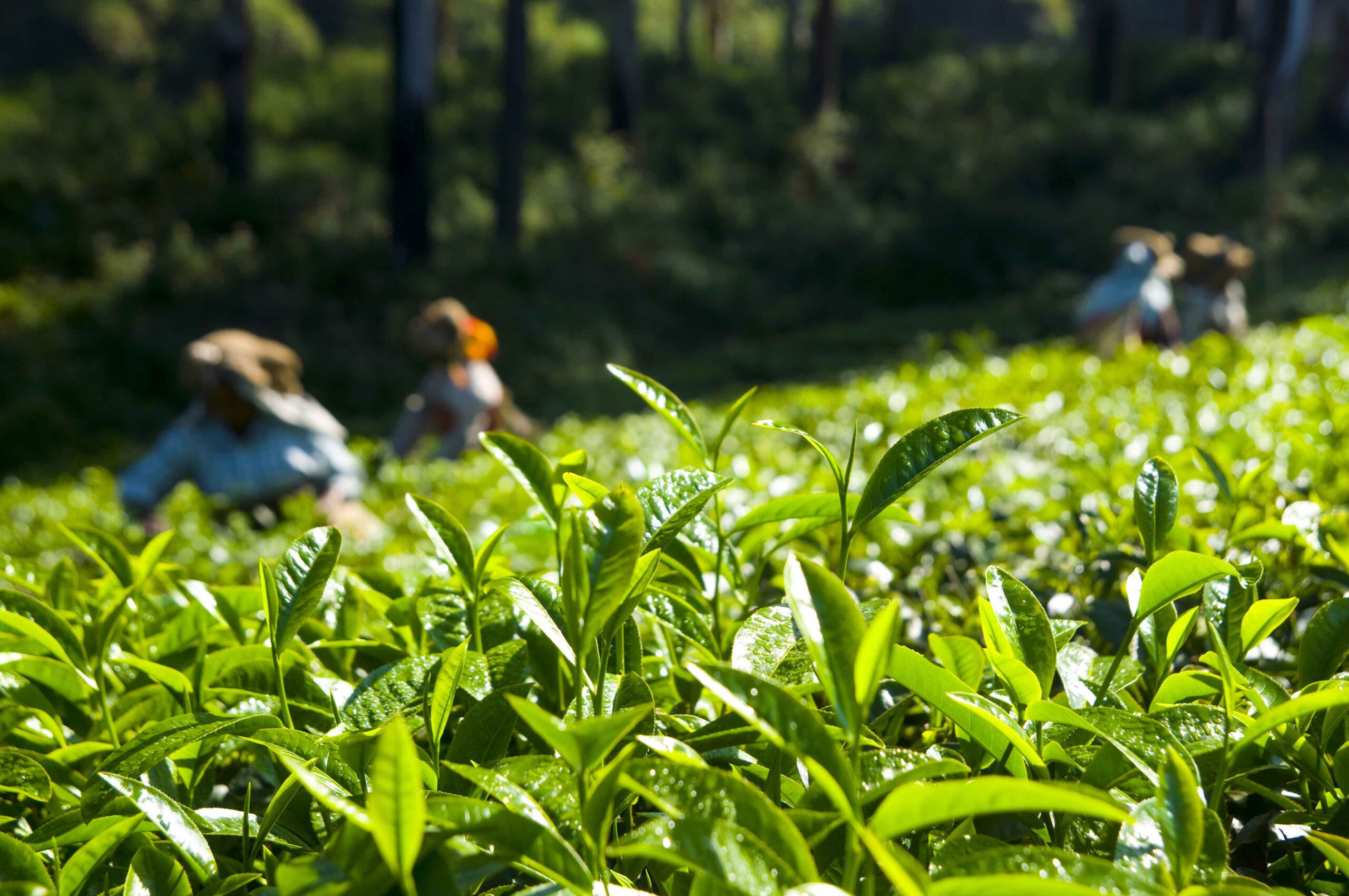 Kebun Teh Medini yang sudah ada sejak zaman kolonial Belanda/visitjawatengah.jatengprov.go.id/Hibata.id