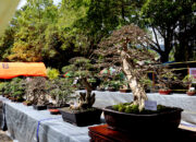 Pameran Bonsai Senja 2025 yang digelar di Ruang Terbuka Hijau (RTH) Boludawa/AKP/Hibata.id