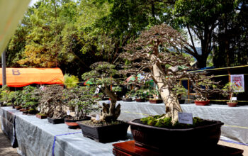 Pameran Bonsai Senja 2025 yang digelar di Ruang Terbuka Hijau (RTH) Boludawa/AKP/Hibata.id