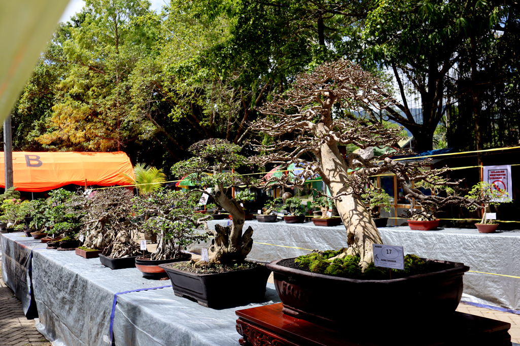 Pameran Bonsai Senja 2025 yang digelar di Ruang Terbuka Hijau (RTH) Boludawa/AKP/Hibata.id