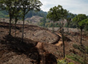 Hutan alam sudah terbabat untuk jadi proyek hutan tanaman energi di Gorontalo. Foto: FWI/Hibata.id