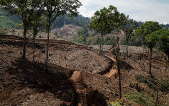 Hutan alam sudah terbabat untuk jadi proyek hutan tanaman energi di Gorontalo. Foto: FWI/Hibata.id