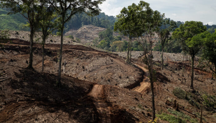 Proyek Bioenergi Ancam Hutan Gorontalo, Deforestasi Mengintai di Balik Narasi Transisi Energi