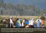Tradisi hayula atau gotong royong yang menjadi jantung kehidupan sosial masyarakat Gorontalo/Hibata.id