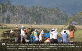 Hayula Gorontalo Kian Memudar, Generasi Muda Justru Lebih Aktif di Medsos