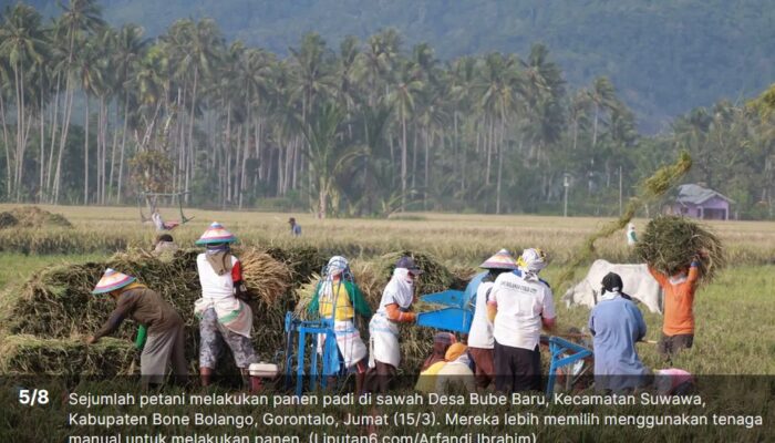 Huyula Gorontalo Kian Memudar, Generasi Muda Justru Lebih Aktif di Medsos