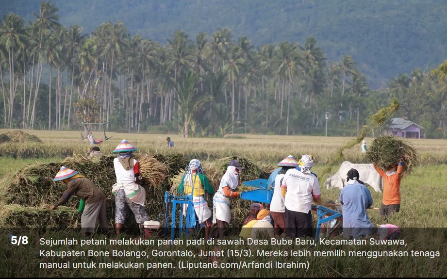 Tradisi hayula atau gotong royong yang menjadi jantung kehidupan sosial masyarakat Gorontalo/Hibata.id