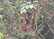 Orangutan Kalimantan di Taman Nasional Betung Kerihun. (Dok: KLHK)/Hibata.id