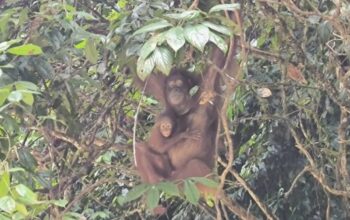 Orangutan Kalimantan di Taman Nasional Betung Kerihun. (Dok: KLHK)/Hibata.id
