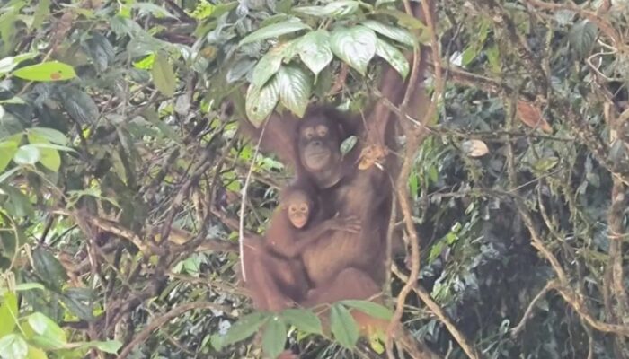 Taman Nasional Betung Kerihun, Surga Hutan Tropis Kalimantan Barat