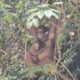 Orangutan Kalimantan di Taman Nasional Betung Kerihun. (Dok: KLHK)/Hibata.id