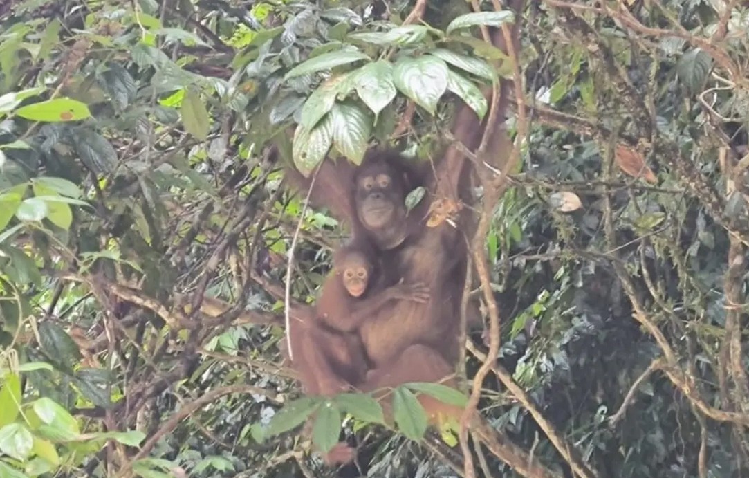 Orangutan Kalimantan di Taman Nasional Betung Kerihun. (Dok: KLHK)/Hibata.id