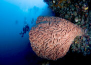 Salvador Dali di Pulau Moduli. FOTO: Wawan Iko/Hibata.id