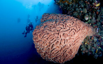 Salvador Dali di Pulau Moduli. FOTO: Wawan Iko/Hibata.id