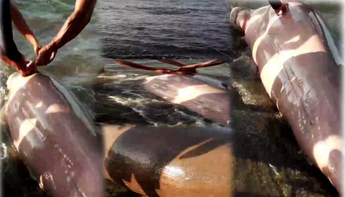 Duyung Raksasa Terdampar di Pantai Binjeita, Warga Bolmong Utara Geger