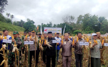 Panen jagung varietas hibrida MAXXI II dilakukan di lahan pertanian Kelompok Tani Mekar Jaya