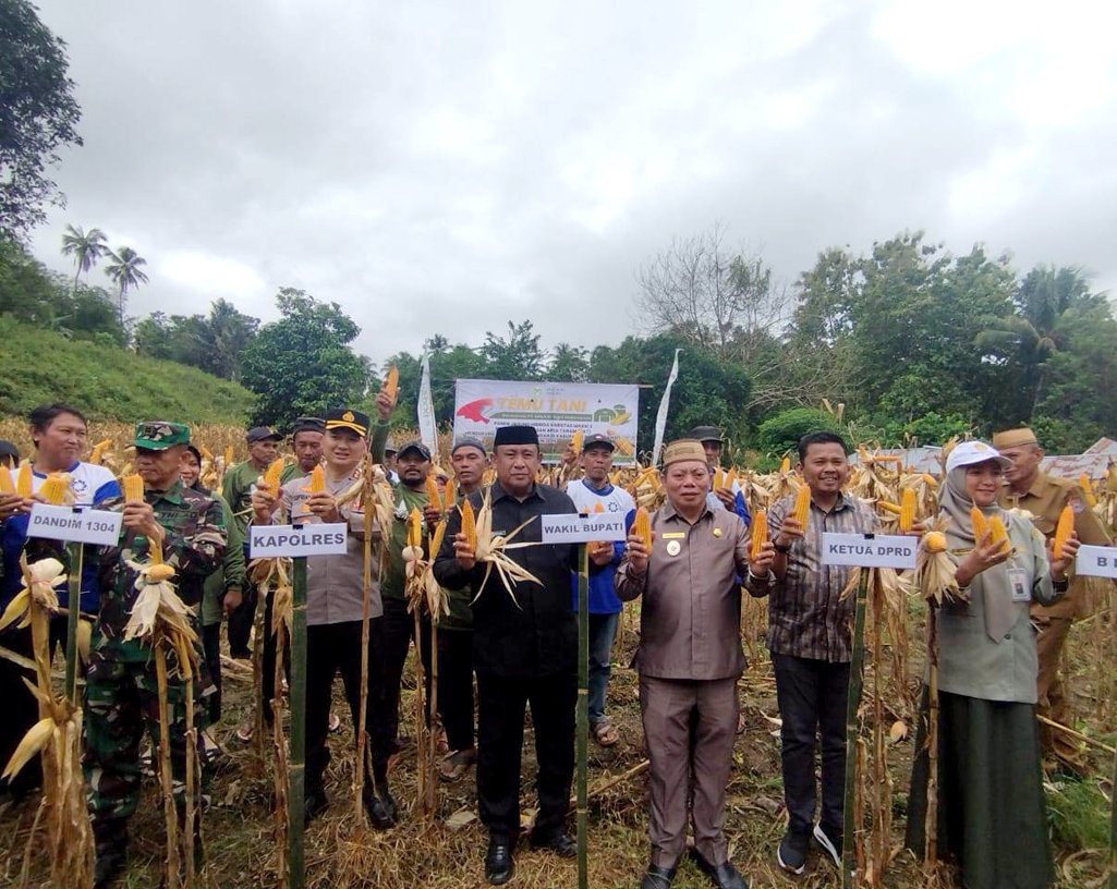 Panen jagung varietas hibrida MAXXI II dilakukan di lahan pertanian Kelompok Tani Mekar Jaya