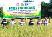 Wakil Bupati Risman Tolingguhu didampingi Kepala Perwakilan BI Provinsi Gorontalo Bambang Satya Permana, Wakapolres Bone Bolango Kompol Karsum Ahmad, Sekda Iwan Mustapa, dan mewakili Kajari Bone Bolango, melakukan Panen Padi Organik di lahan persawahan Gapoktan Mawar Lestari Desa Iloheluma Kecamatan Tilongkabila, Jumat (20/6/2025). (F.AKP)