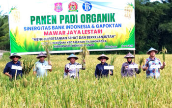 Wakil Bupati Risman Tolingguhu didampingi Kepala Perwakilan BI Provinsi Gorontalo Bambang Satya Permana, Wakapolres Bone Bolango Kompol Karsum Ahmad, Sekda Iwan Mustapa, dan mewakili Kajari Bone Bolango, melakukan Panen Padi Organik di lahan persawahan Gapoktan Mawar Lestari Desa Iloheluma Kecamatan Tilongkabila, Jumat (20/6/2025). (F.AKP)