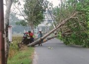 Tangkapan layar pohon tumbang di Jalan Taman Surya/Hibata.id