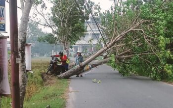 Detik-Detik Pohon Tumbang Nyaris Hantam Pengendara di Kota Gorontalo