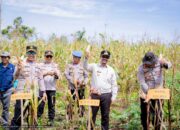 Bupati Buton Tengah, Dr. Azhari, S.STP., M.Si., menghadiri Panen Raya Jagung Serentak Kuartal II