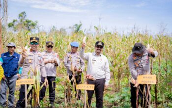 Bupati Buton Tengah, Dr. Azhari, S.STP., M.Si., menghadiri Panen Raya Jagung Serentak Kuartal II