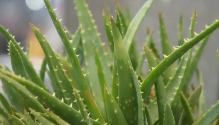 Jahe, Lidah Buaya hingga Akar Manis: Herbal Alami untuk Redakan GERD